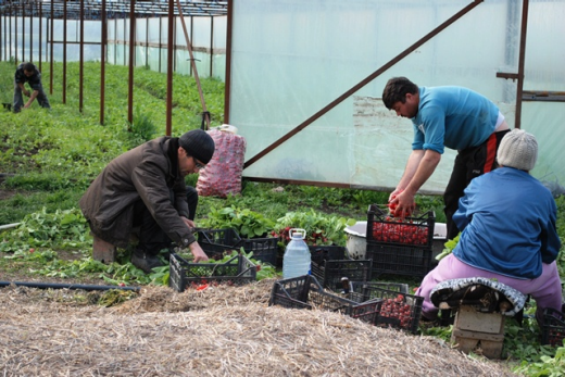 Nicolae Chistol put heat and air conditioning into two greenhouses, and grew a bumper crop of cucumbers and tomatoes.